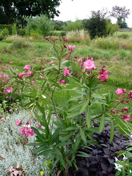 Nerium oleander 'rose double'